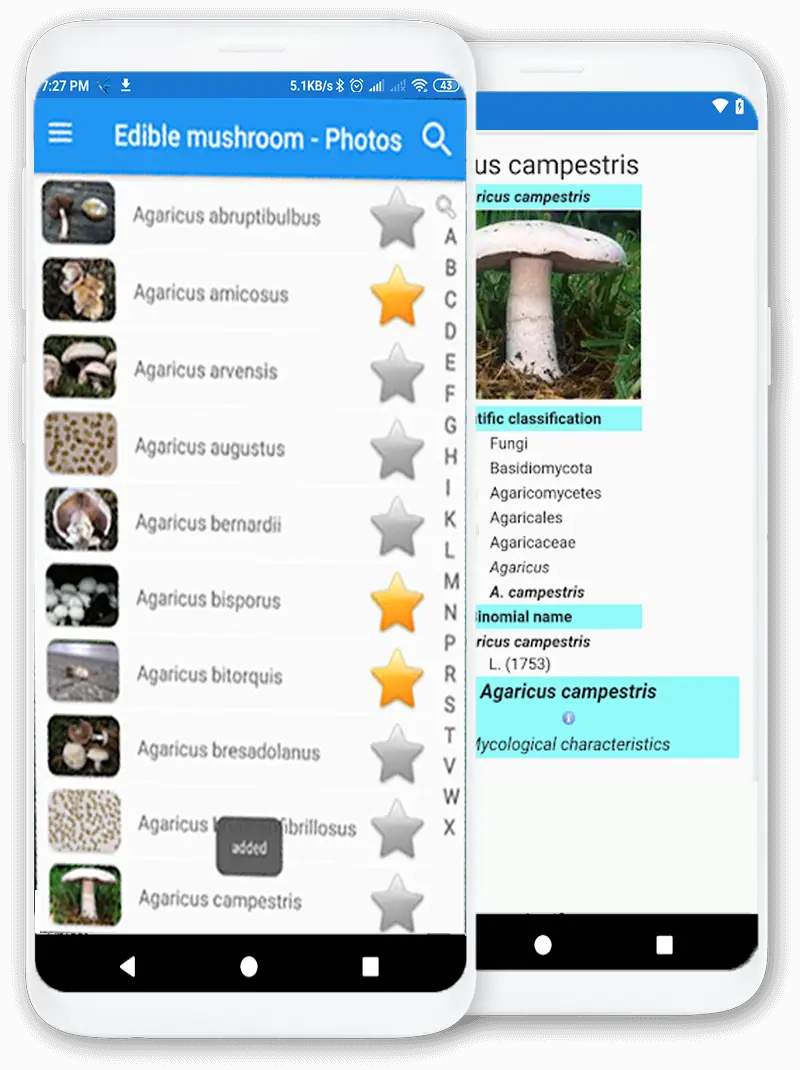 Screenshot for the app: Edible mushroom - Photos